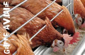 Grippe aviaire H7N9 en Chine: aucun signe de transmission interhumaine (OMS)