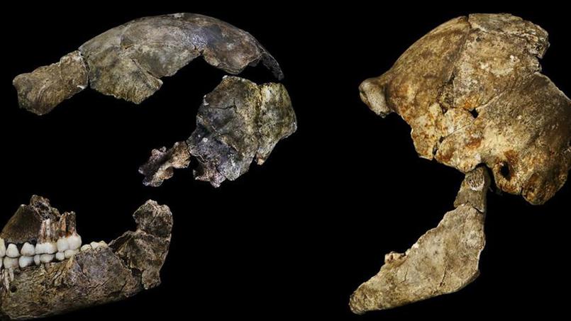 Découverte en Afrique du Sud d’une ancienne espèce du genre humain