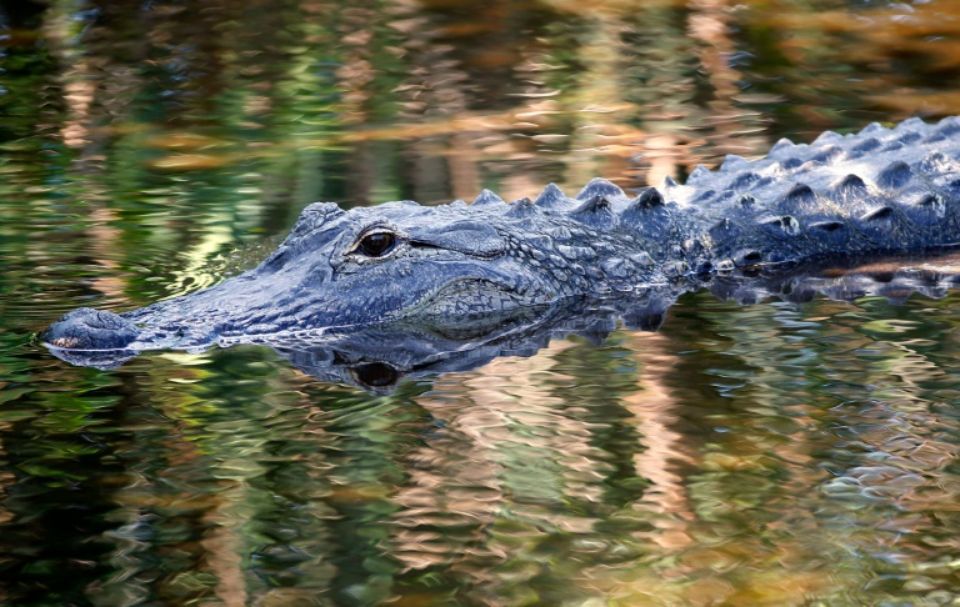 Alligator