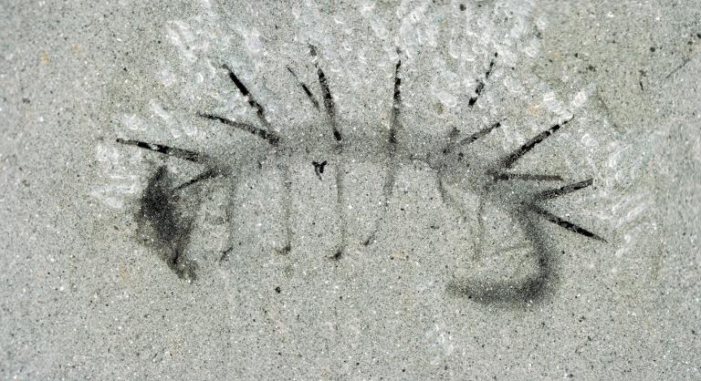 Microfossiles vieux de 3,77 à 4,29 milliards d’années