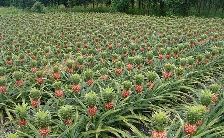 ananas