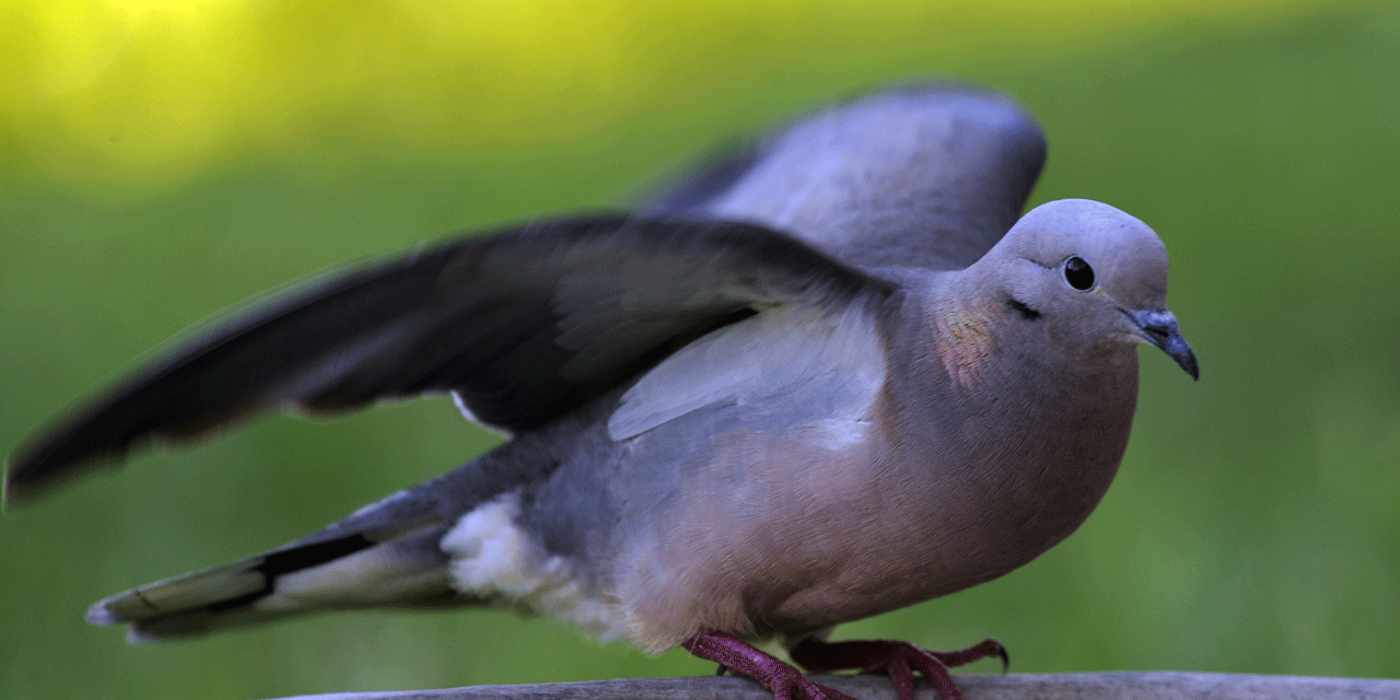 narcopigeon