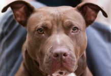 Une mère et son fils tués par leur chien en Allemagne