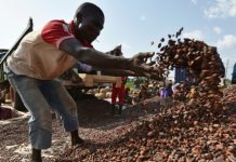 La Côte d’Ivoire va investir près d’un milliard d’euros pour réhabiliter sa forêt détruite