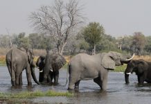 La Terre a perdu 60% de ses animaux sauvages en 44 ans (WWF)