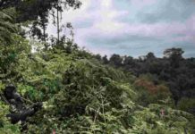 Un tiers de la flore tropicale africaine serait menacée d’extinction