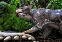 Découverte des restes d’un mammifère inconnu vieux de 72 millions d’années au Chili