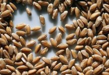 Les prix des céréales retrouvent leur niveau d’avant-guerre en Ukraine