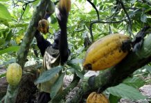 Cacao d’Afrique et déforestation: il va falloir mieux payer les producteurs pour avoir du chocolat certifié