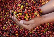La production de café a bondi cette année au Togo, en Côte d’Ivoire et en Guinée, mais elle a chuté au Cameroun (rapport)