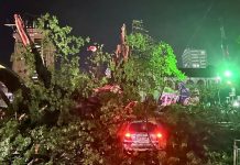 Sierra Leone: le Cotton Tree, arbre totem du pays, détruit par une tempête