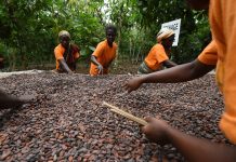 La Côte d’Ivoire suspend ses ventes à terme de cacao en raison de pluies torrentielles